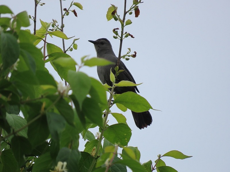 Gray Catbird - ML657523379