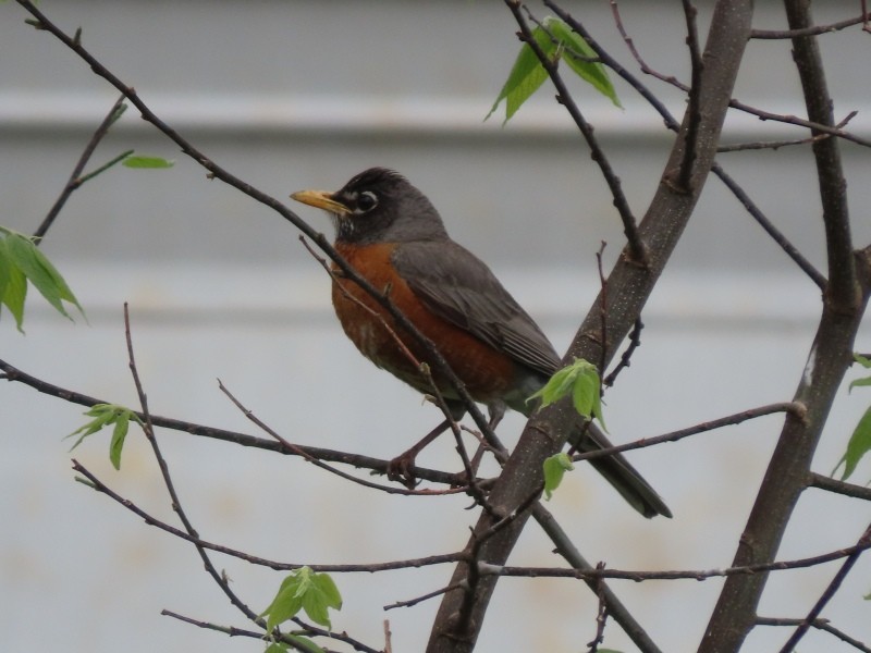 American Robin - ML657523387