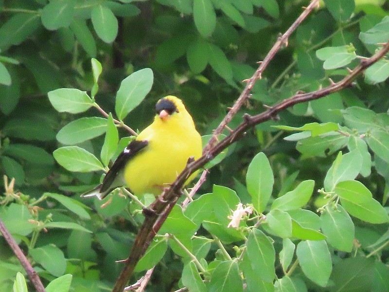 American Goldfinch - ML657523389