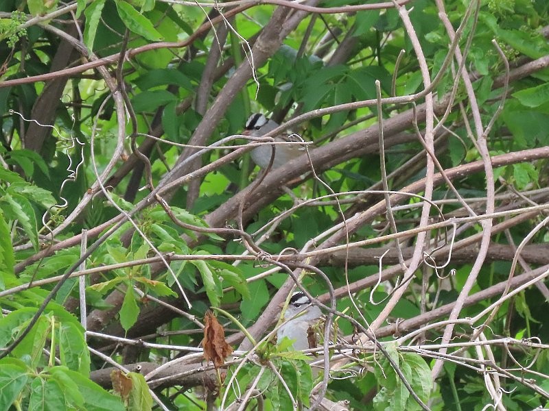 White-crowned Sparrow - ML657523396