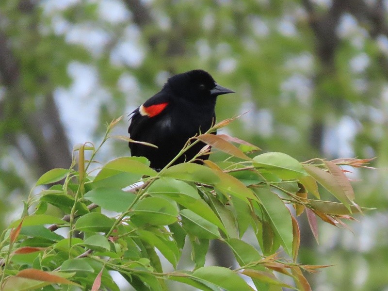 Red-winged Blackbird - ML657523411