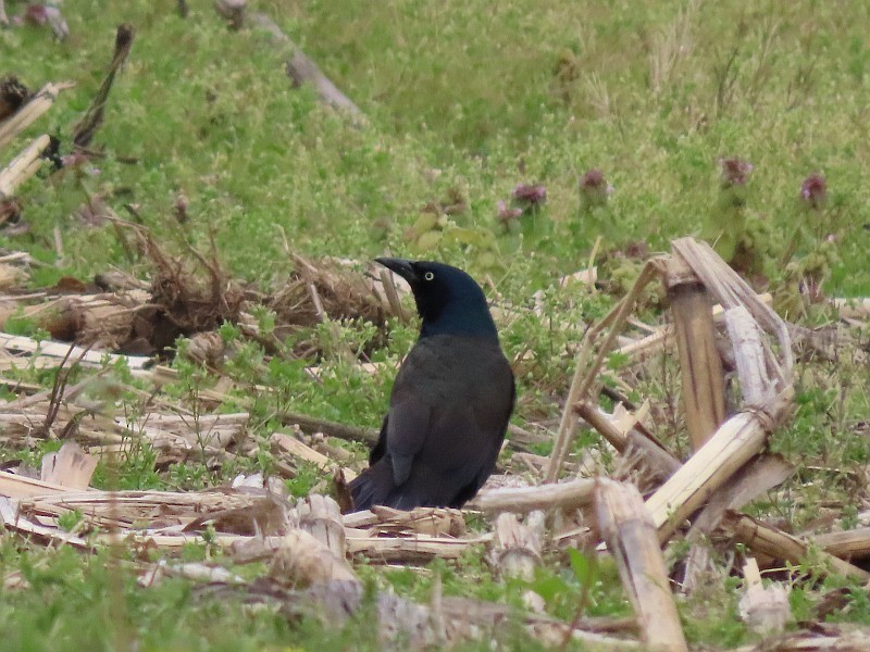 Common Grackle - ML657523419