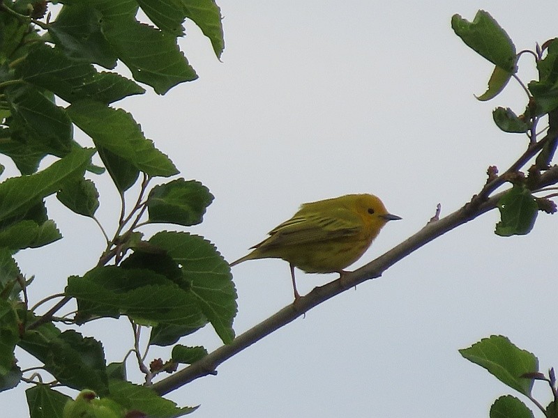 Northern Yellow Warbler - ML657523425