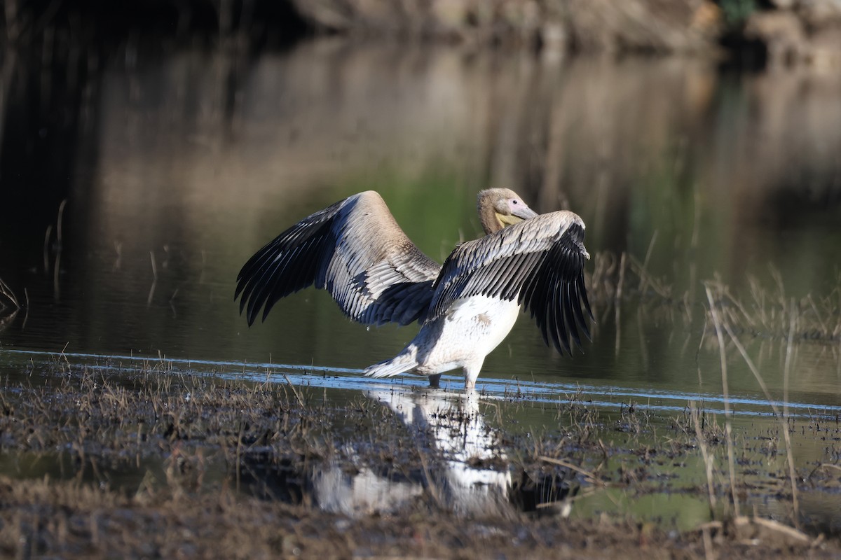 Great White Pelican - ML657523541