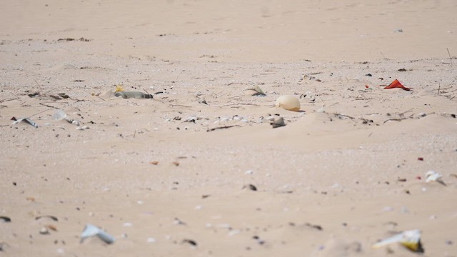 Small Pratincole - ML657523964