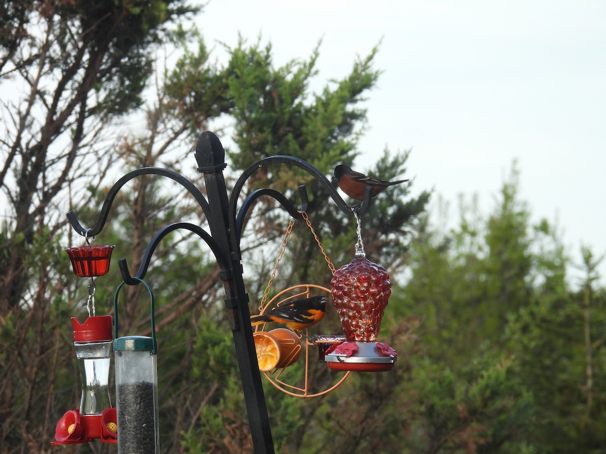 Orchard Oriole - ML657524006
