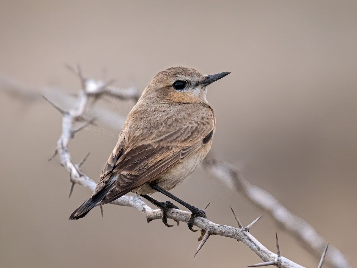 Isabelline Wheatear - ML657524135