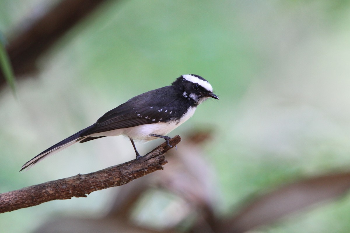 White-browed Fantail - Christoph Moning