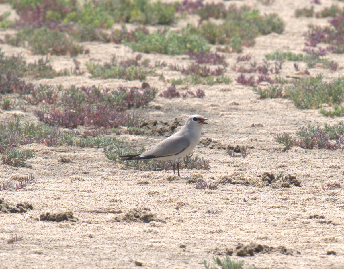 Glaréole lactée - ML657524305