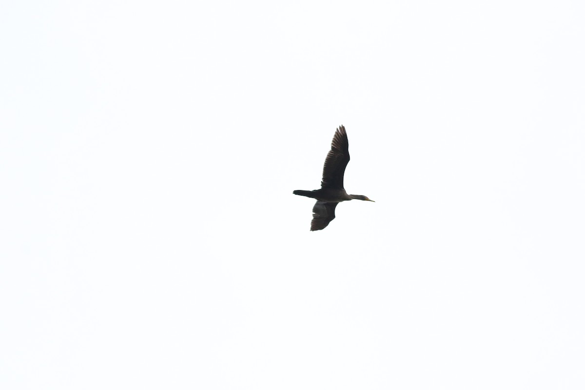 Double-crested Cormorant - ML657524678