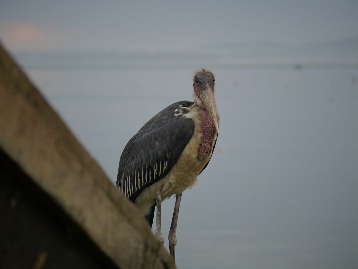 Marabou Stork - ML657524849
