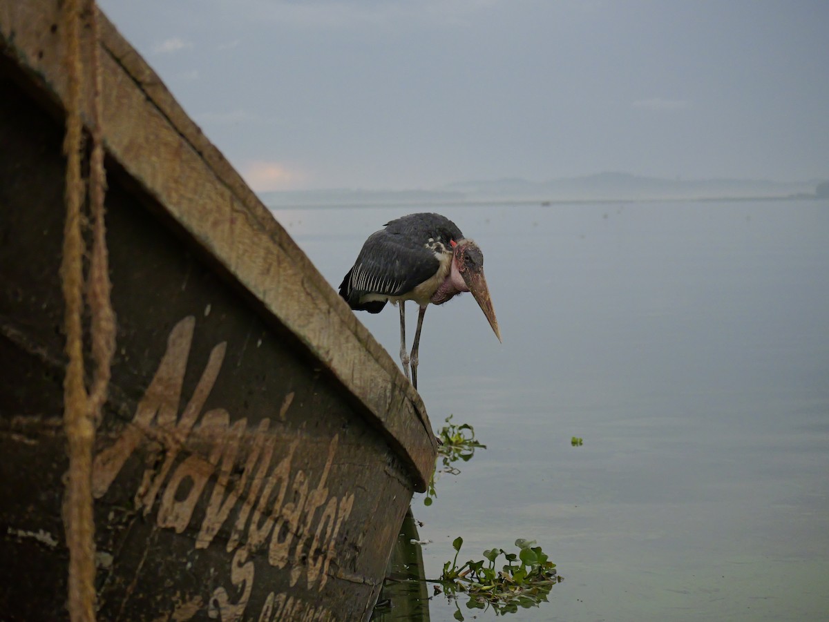 Marabou Stork - ML657524850