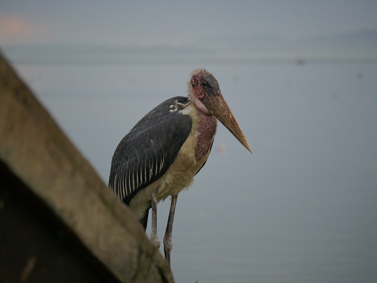 Marabou Stork - ML657524851