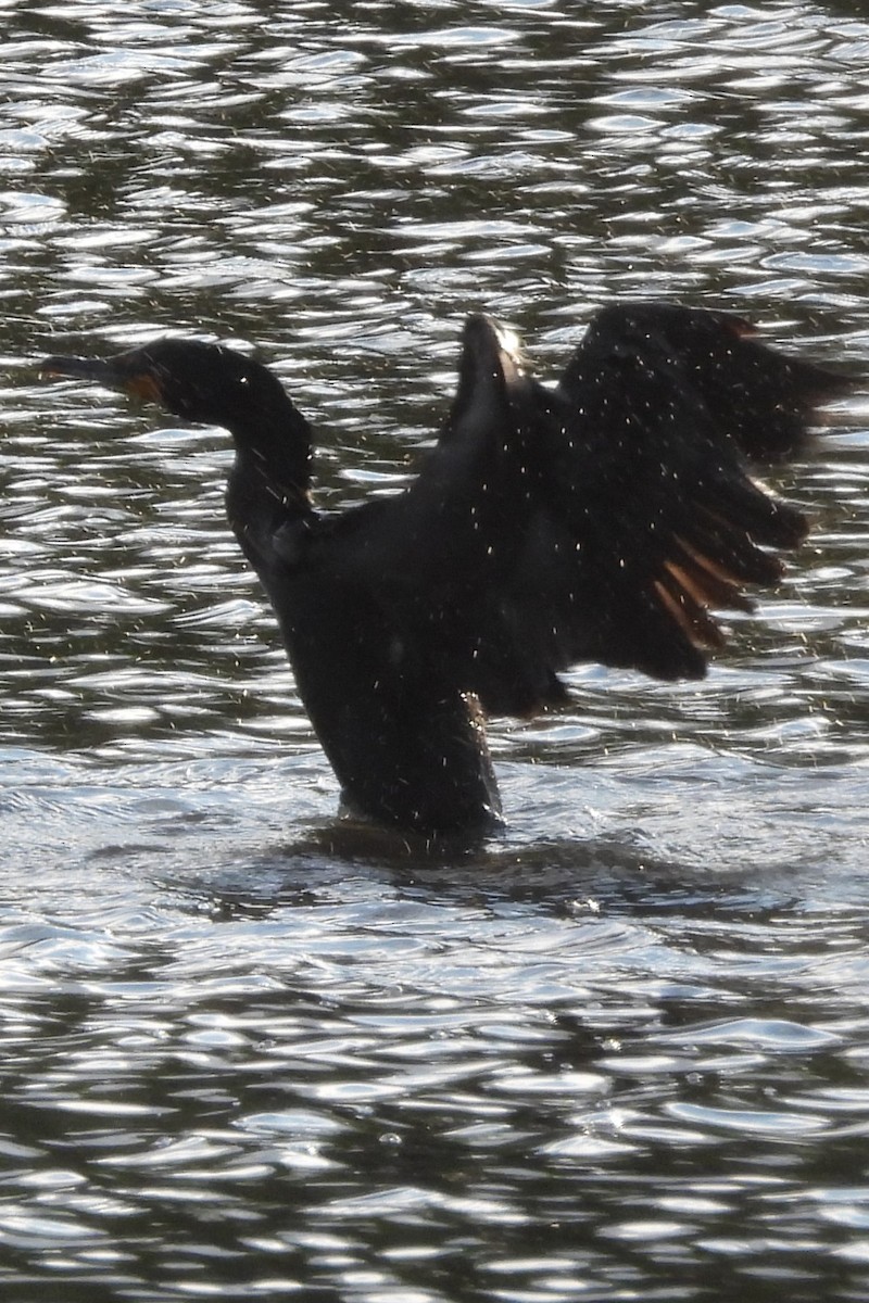 Double-crested Cormorant - ML657524975