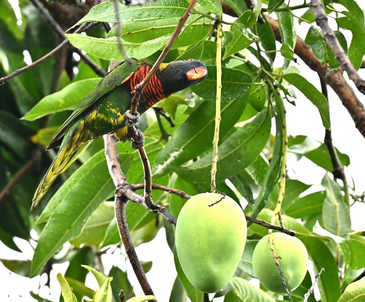 Coconut Lorikeet - ML657525530