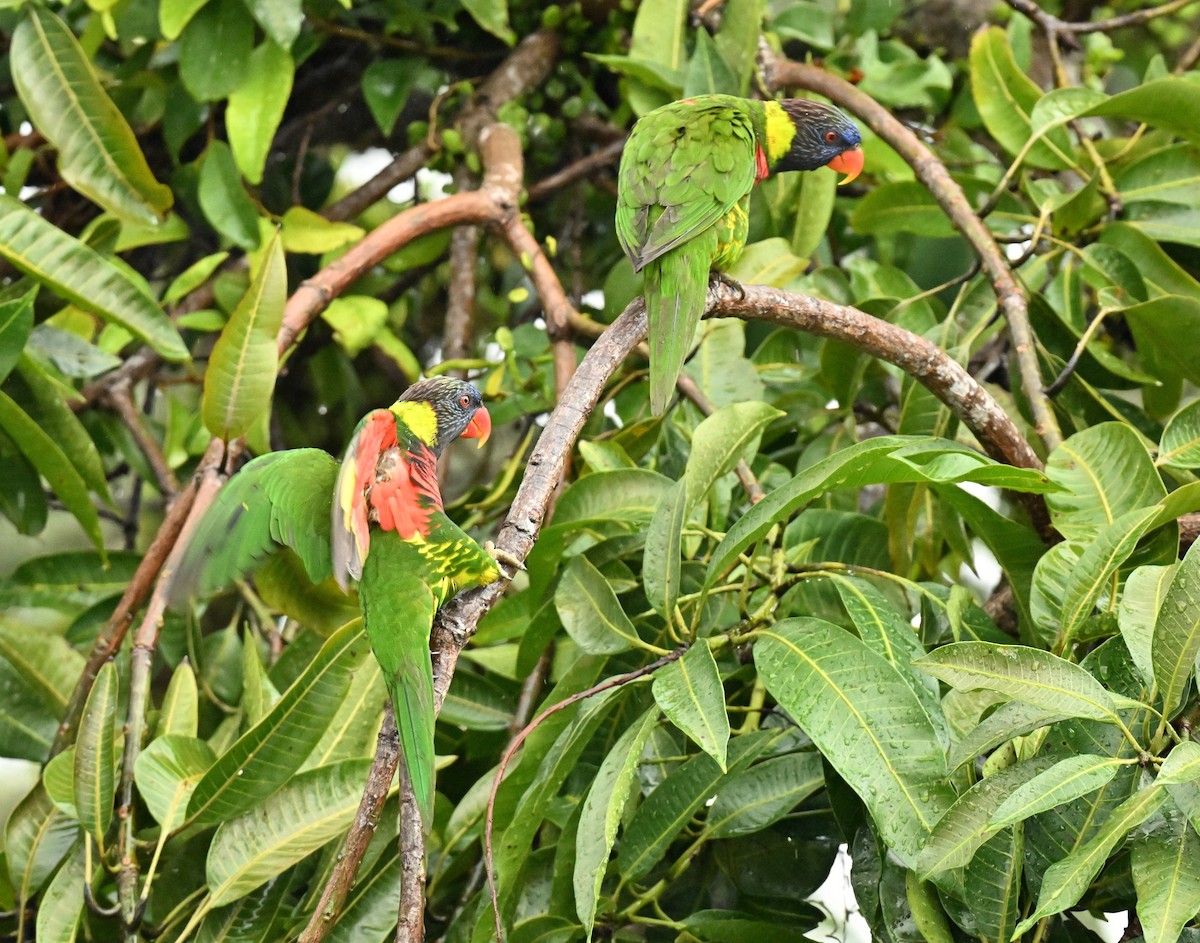 Coconut Lorikeet - ML657525545