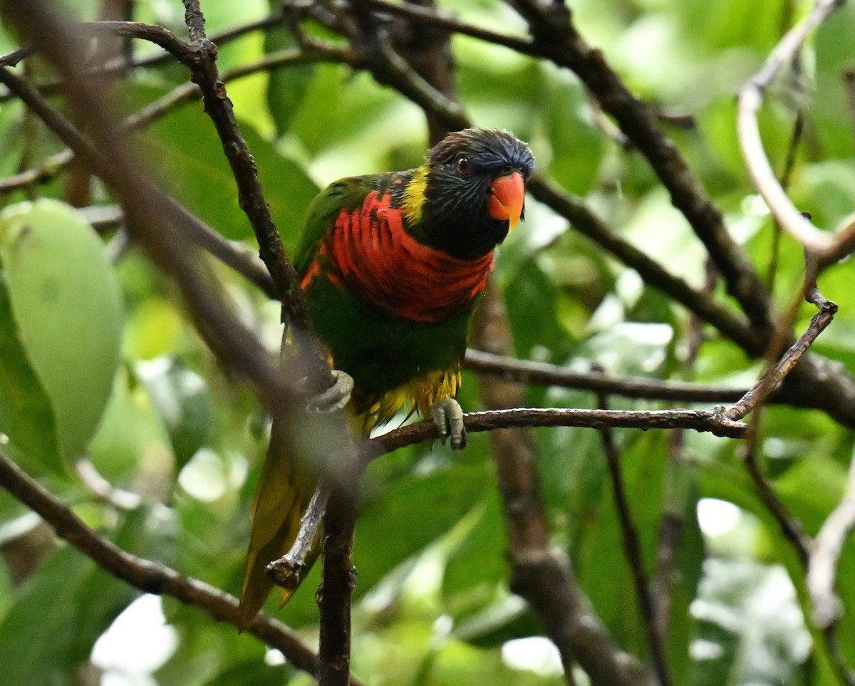 Coconut Lorikeet - ML657525546