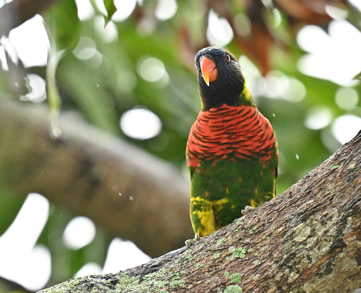 Coconut Lorikeet - ML657525547