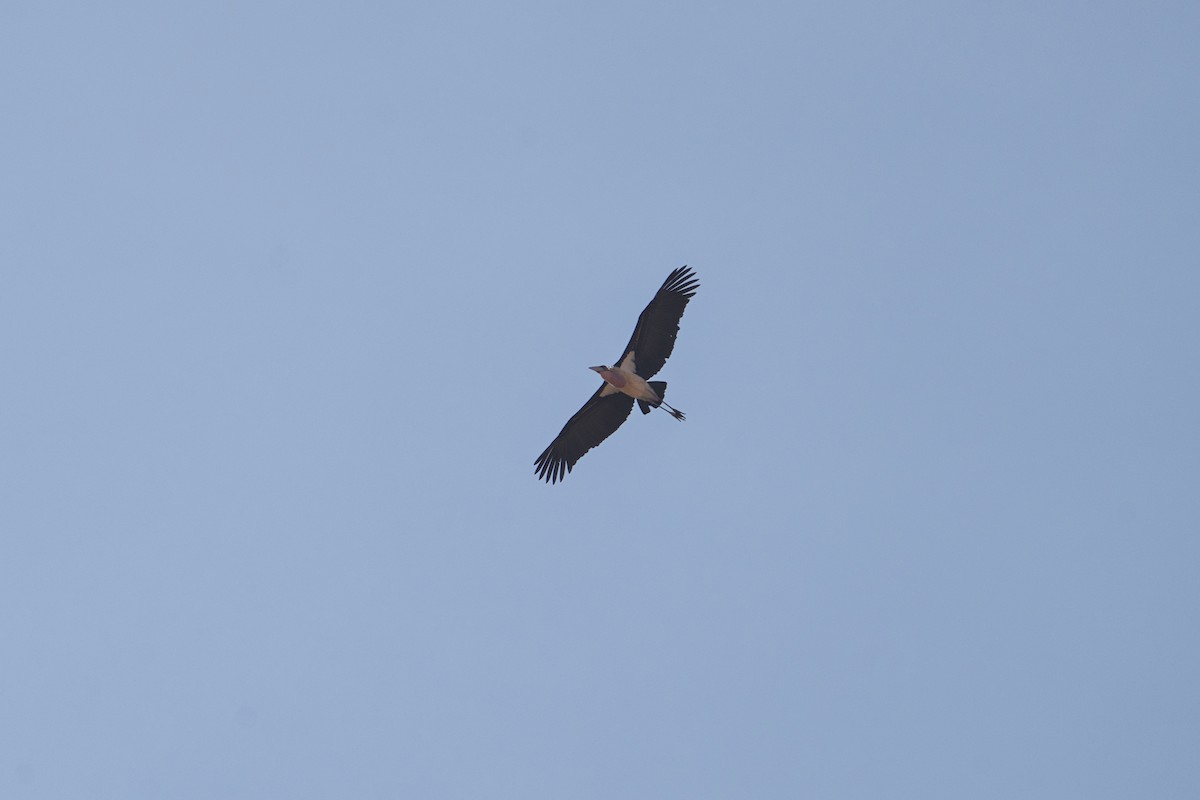 Marabou Stork - ML657525903