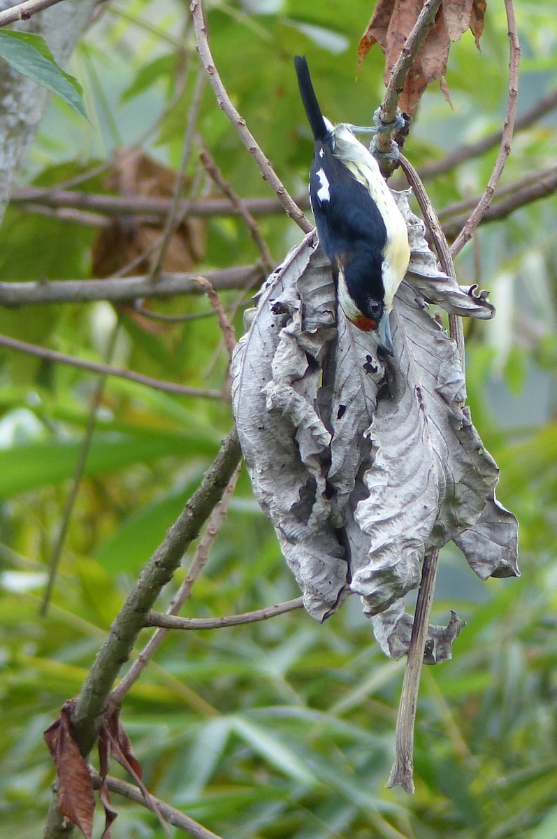 Orange-fronted Barbet - Lisa Brunetti