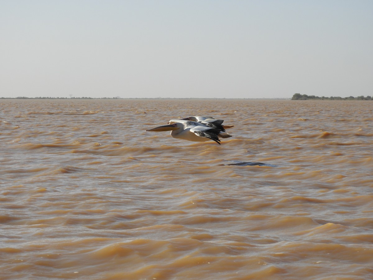 Great White Pelican - ML657526944