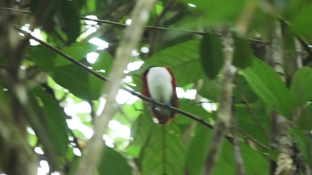 Königsparadiesvogel - ML657526978