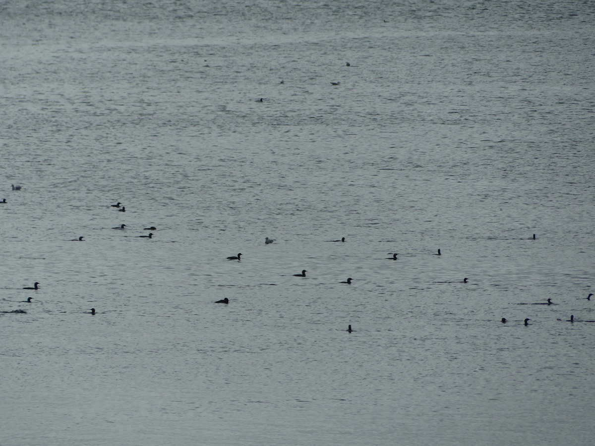Pacific Loon - ML657527213