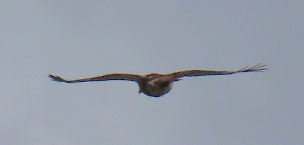 Red-tailed Hawk - ML657527222