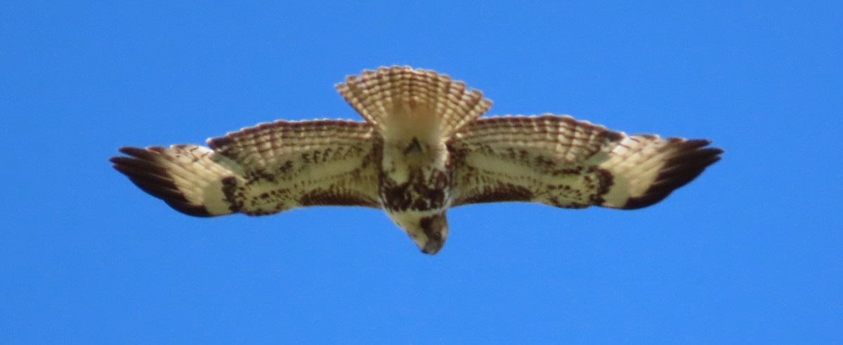 Red-tailed Hawk - ML657527223