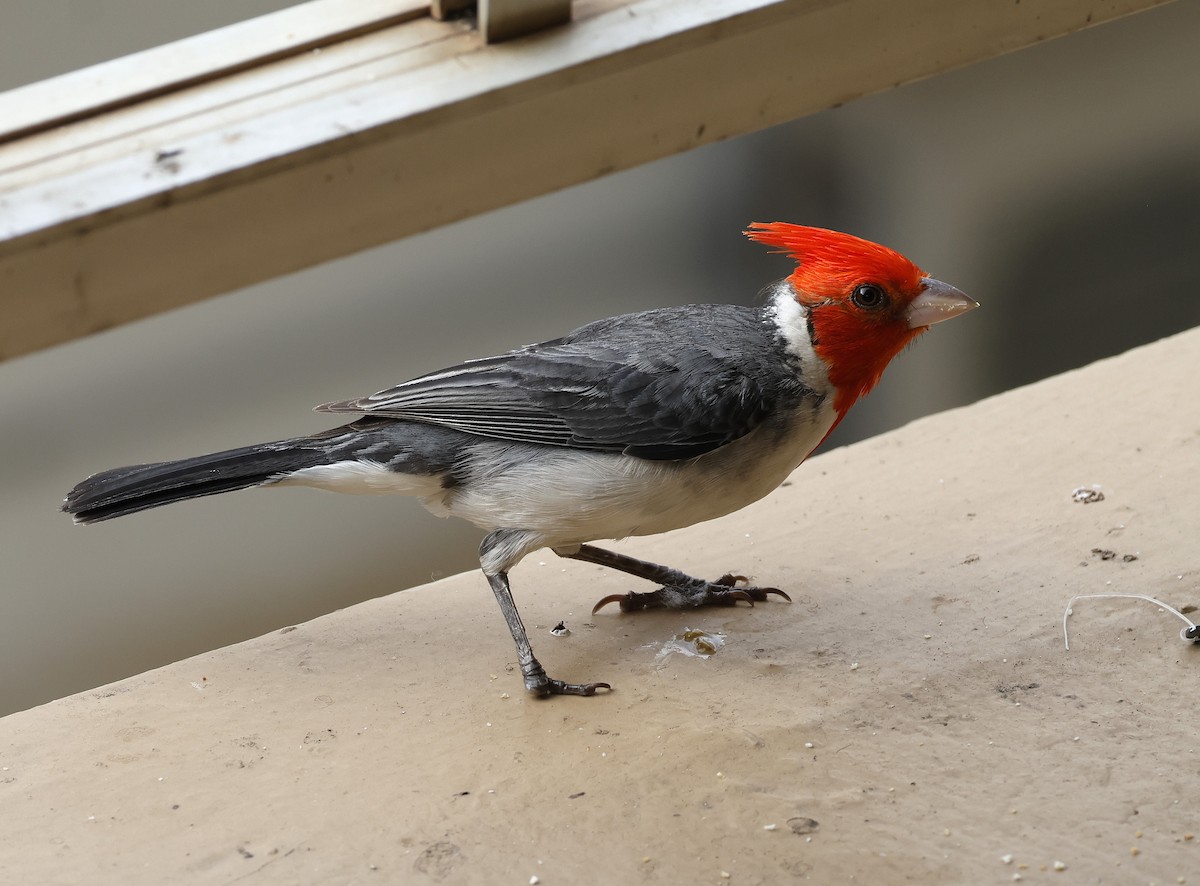 Red-crested Cardinal - ML657527225