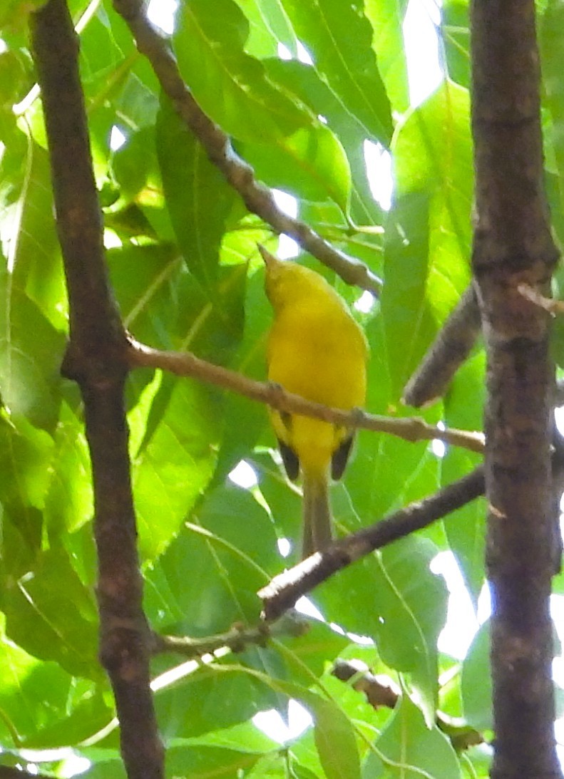 Golden Vireo - ML657527226