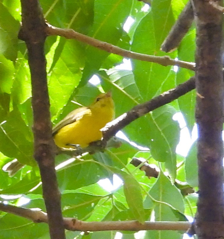 Golden Vireo - ML657527227