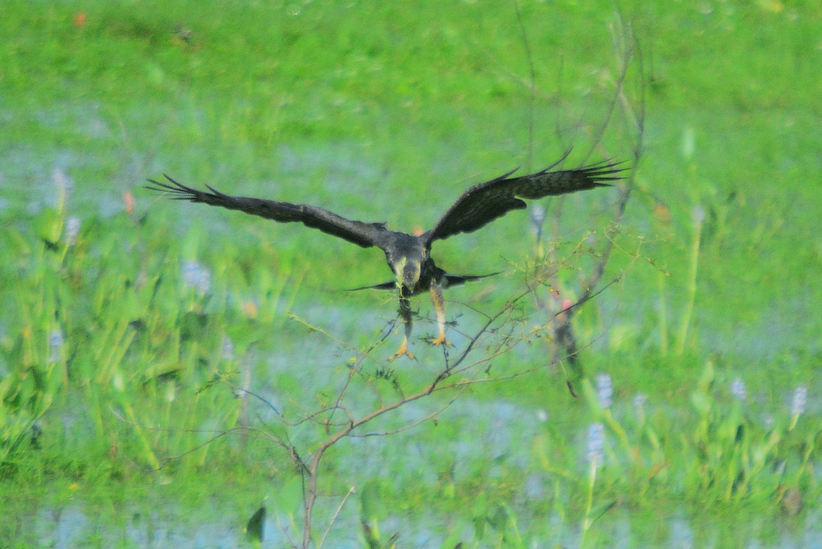 Snail Kite - ML657527228