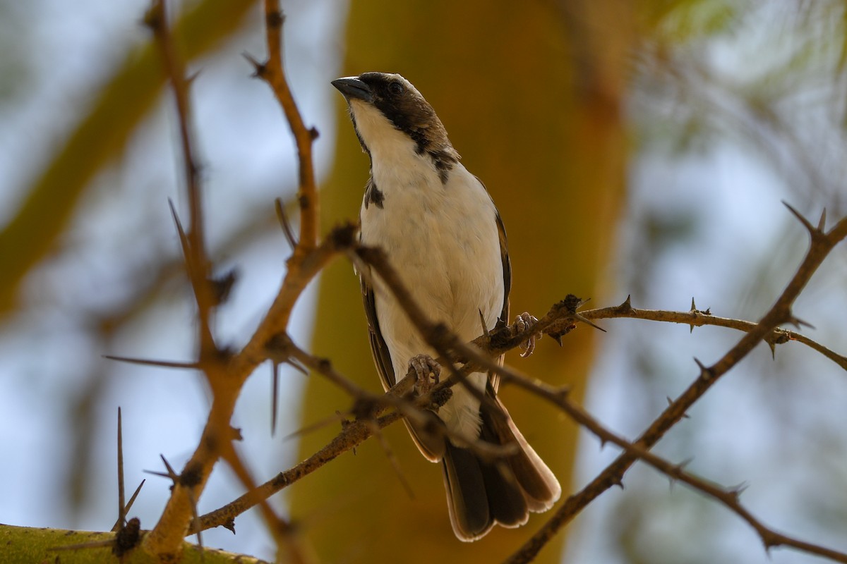 White-browed Sparrow-Weaver - ML657527229