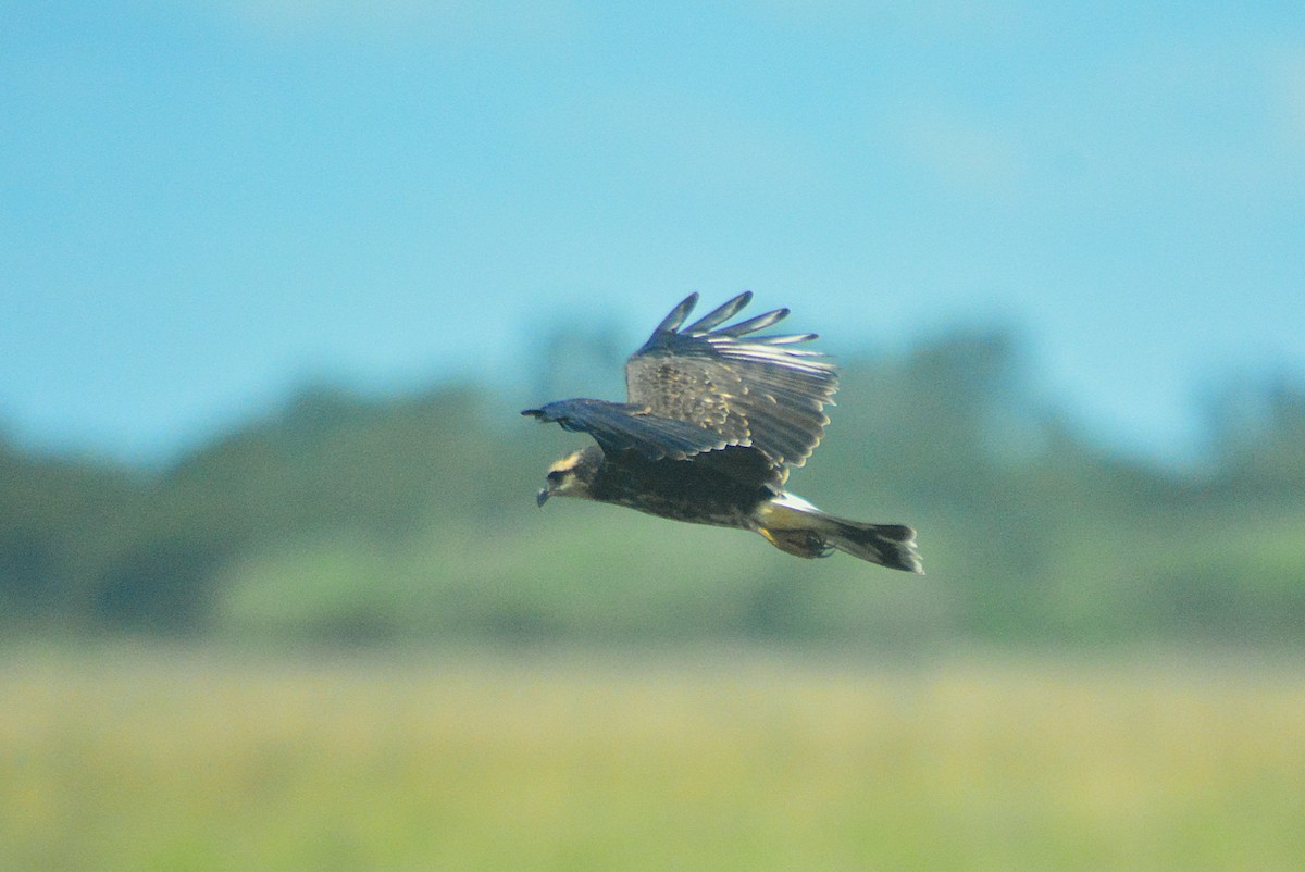 Snail Kite - ML657527230