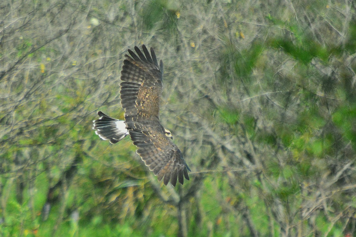Snail Kite - ML657527231