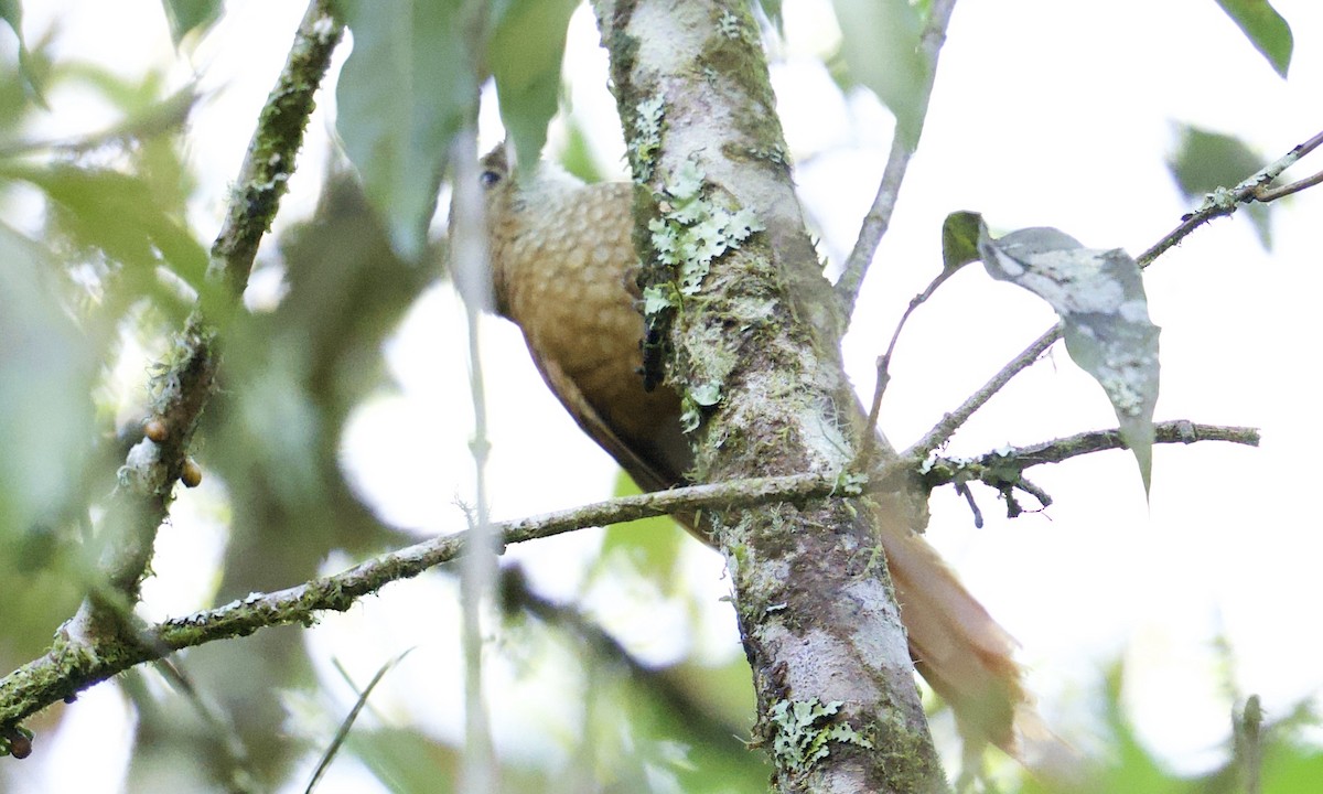 Ruddy Treerunner - ML657527235