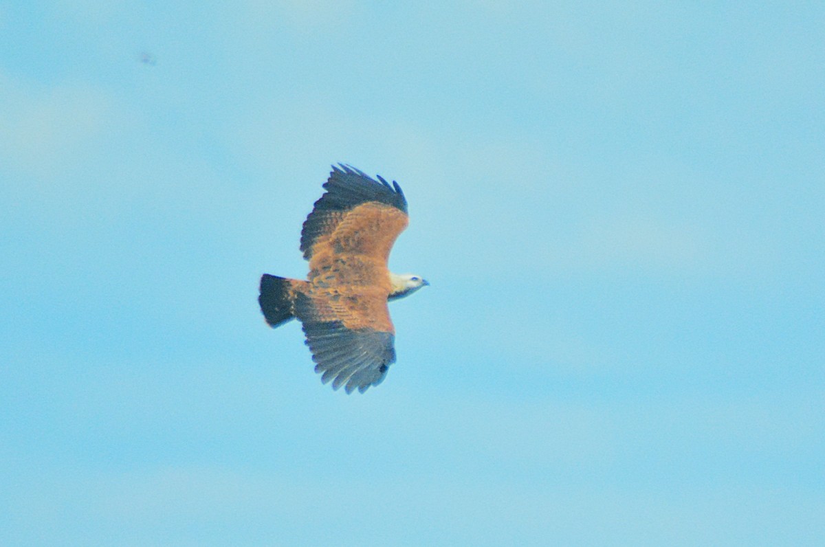 Black-collared Hawk - ML657527236