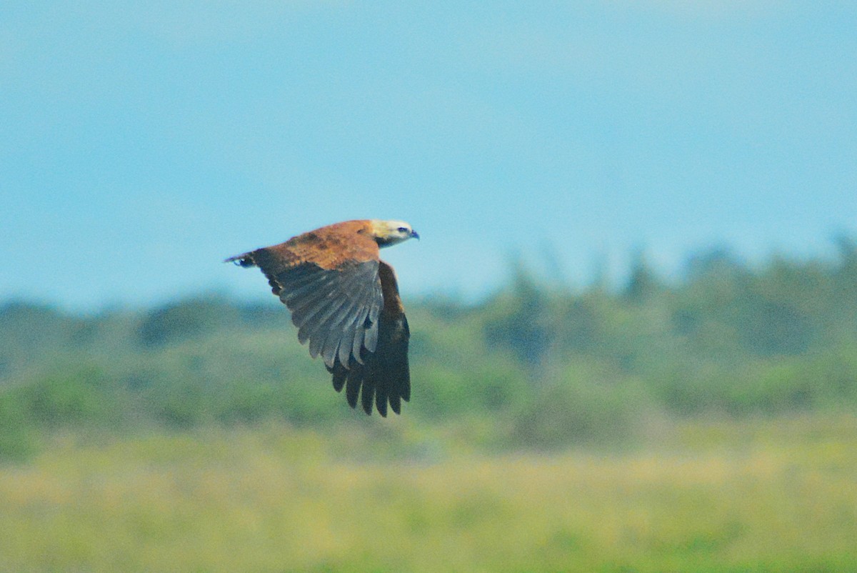 Black-collared Hawk - ML657527237