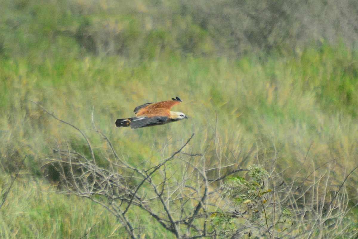 Black-collared Hawk - ML657527238