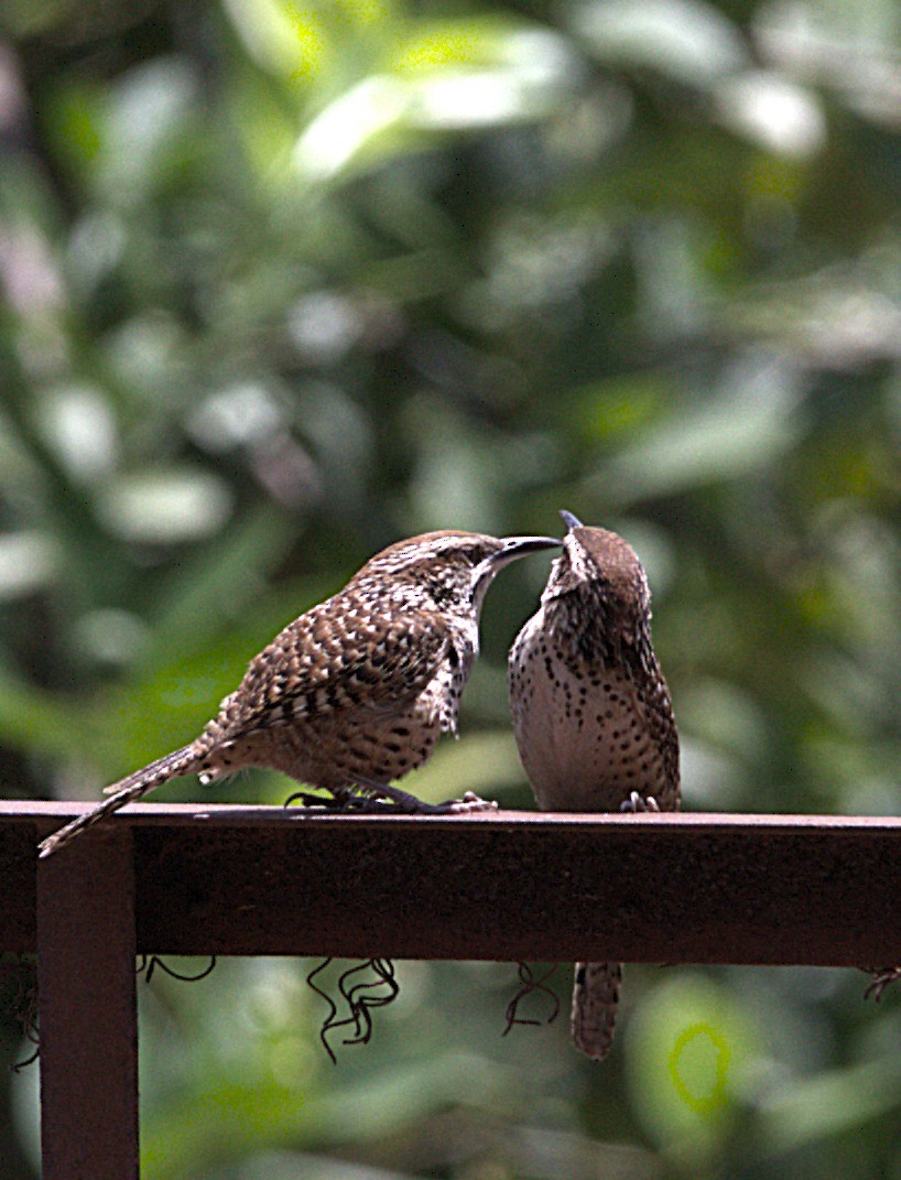 Spotted Wren - ML657527239