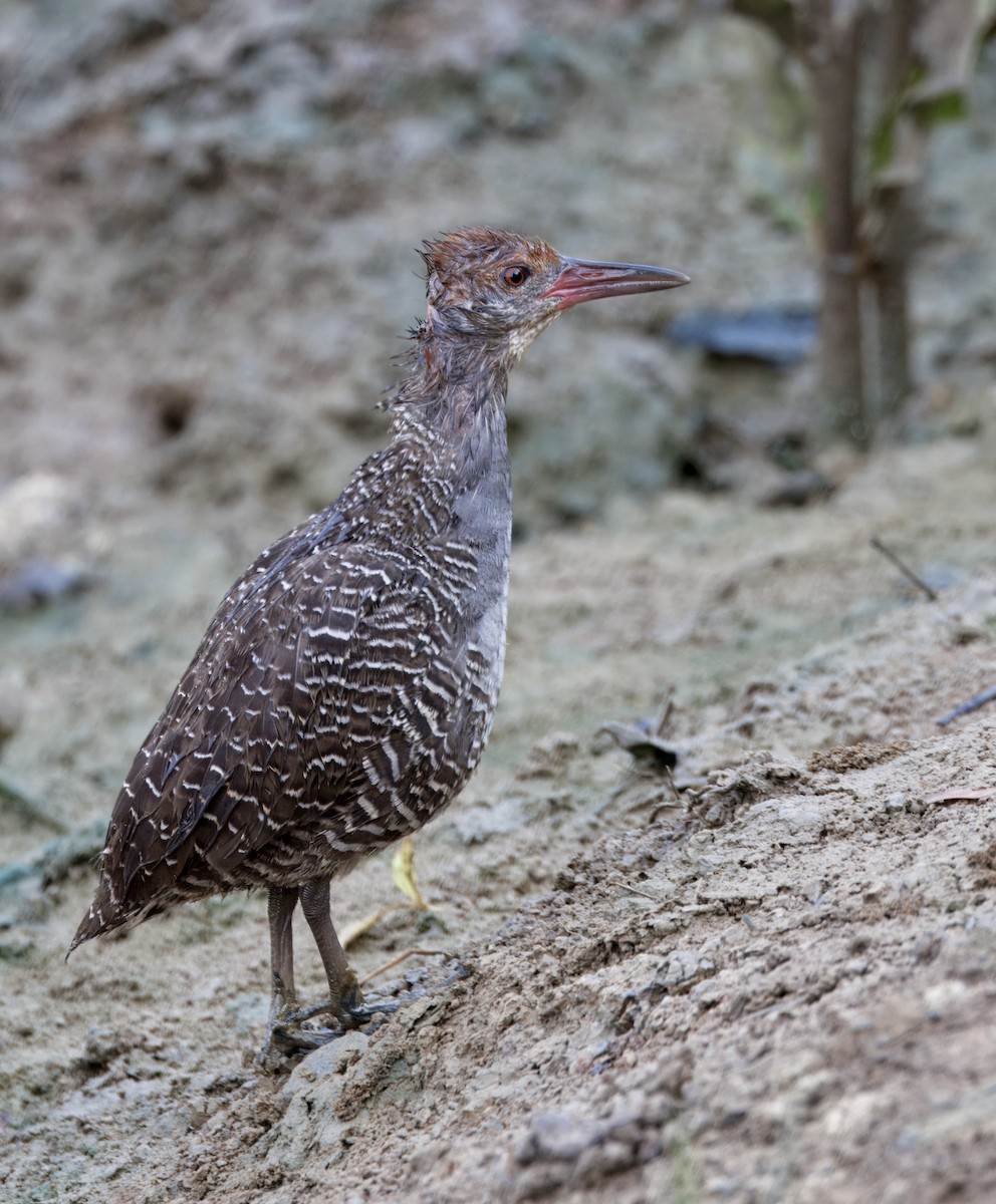 Slaty-breasted Rail - ML657527246