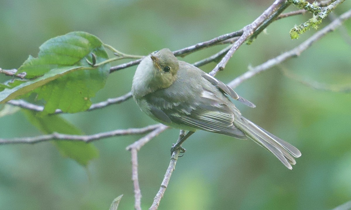 Mountain Elaenia - ML657527247