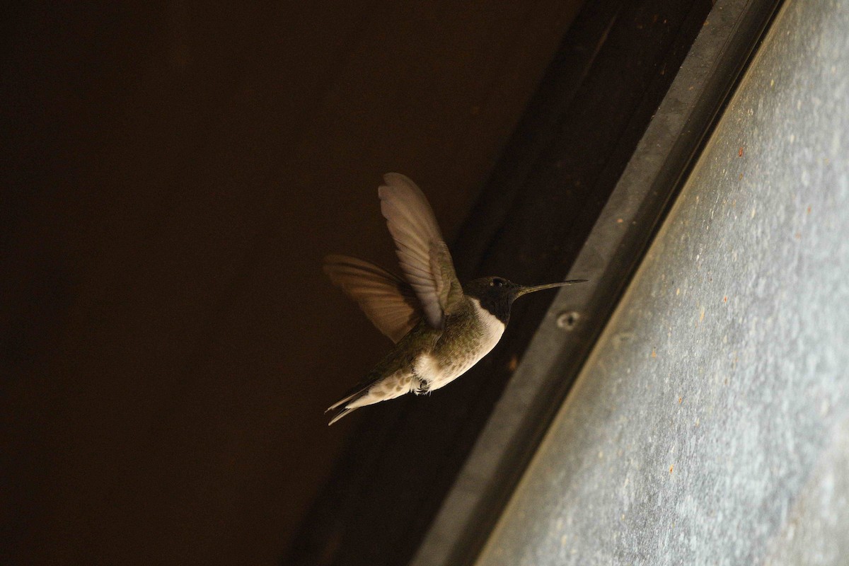 Broad-tailed Hummingbird - ML657527248