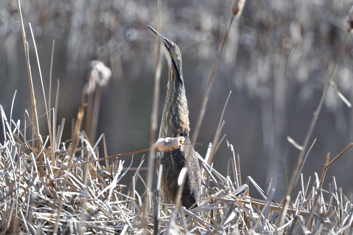 American Bittern - ML657527252