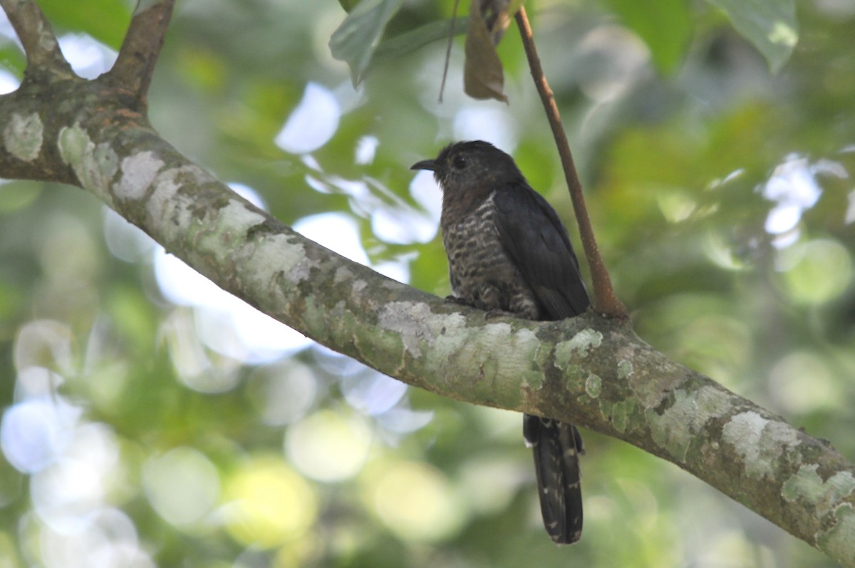 Black Cuckoo - ML657527253