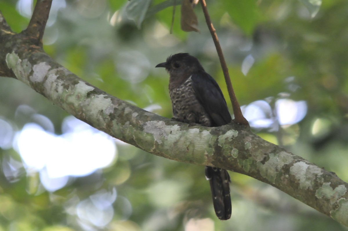 Black Cuckoo - ML657527254