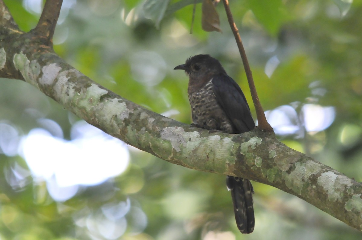 Black Cuckoo - ML657527255
