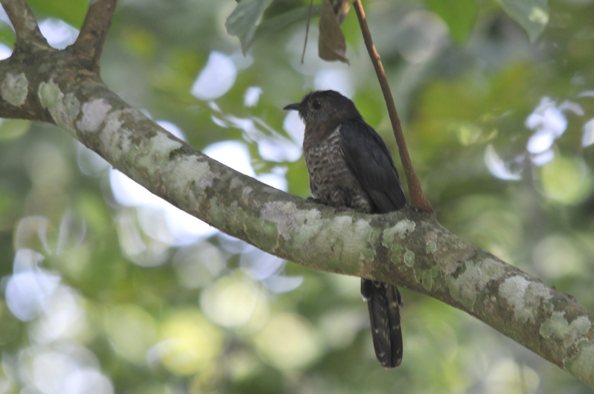 Black Cuckoo - ML657527256