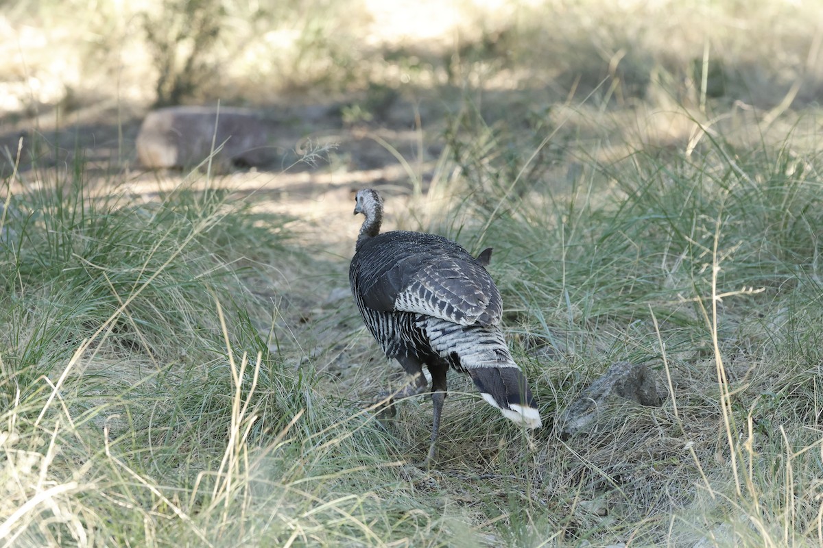 Wild Turkey - ML657527257